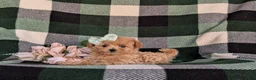 Maltipoo dogs for sale: Candace 8 lbs Full Grown - Ad 5
