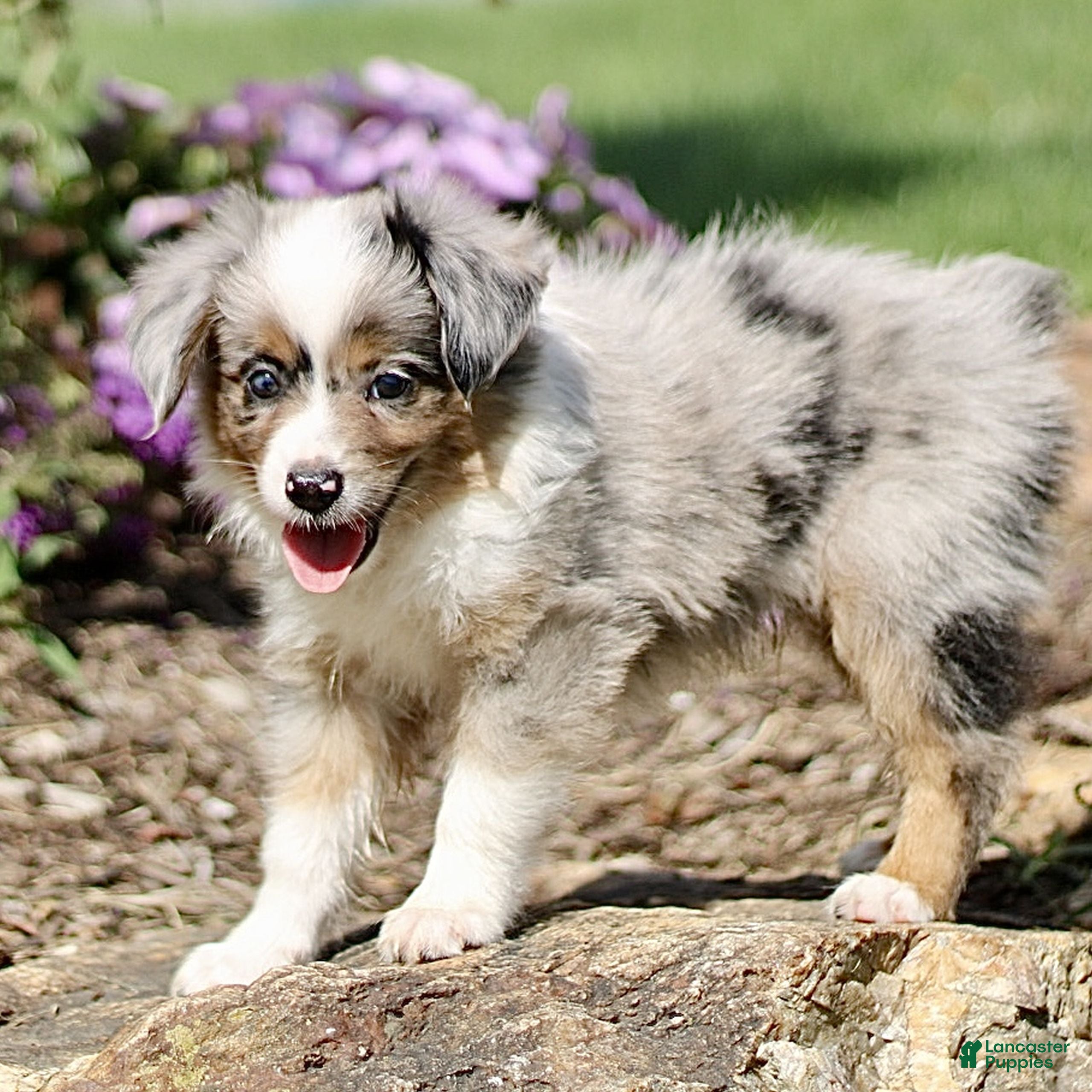 Miniature Australian Shepherd dogs Tristen  - Ad 2