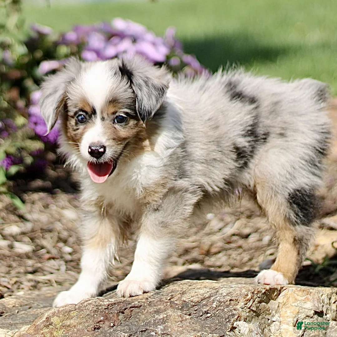 Miniature Australian Shepherd dogs for sale: Tristen  - Ad 2