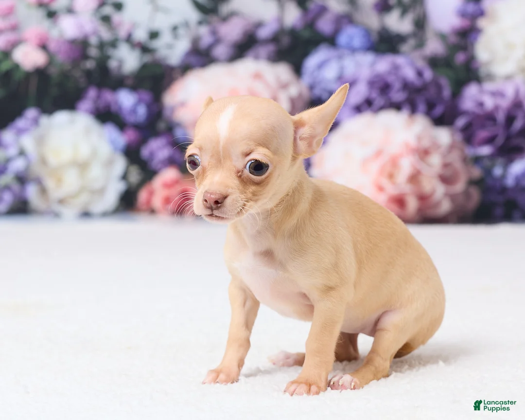Chihuahua dogs for sale: Missy - Ad 2