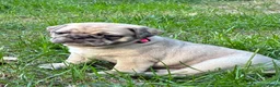 Pug dogs for sale: Addie - Ad 3