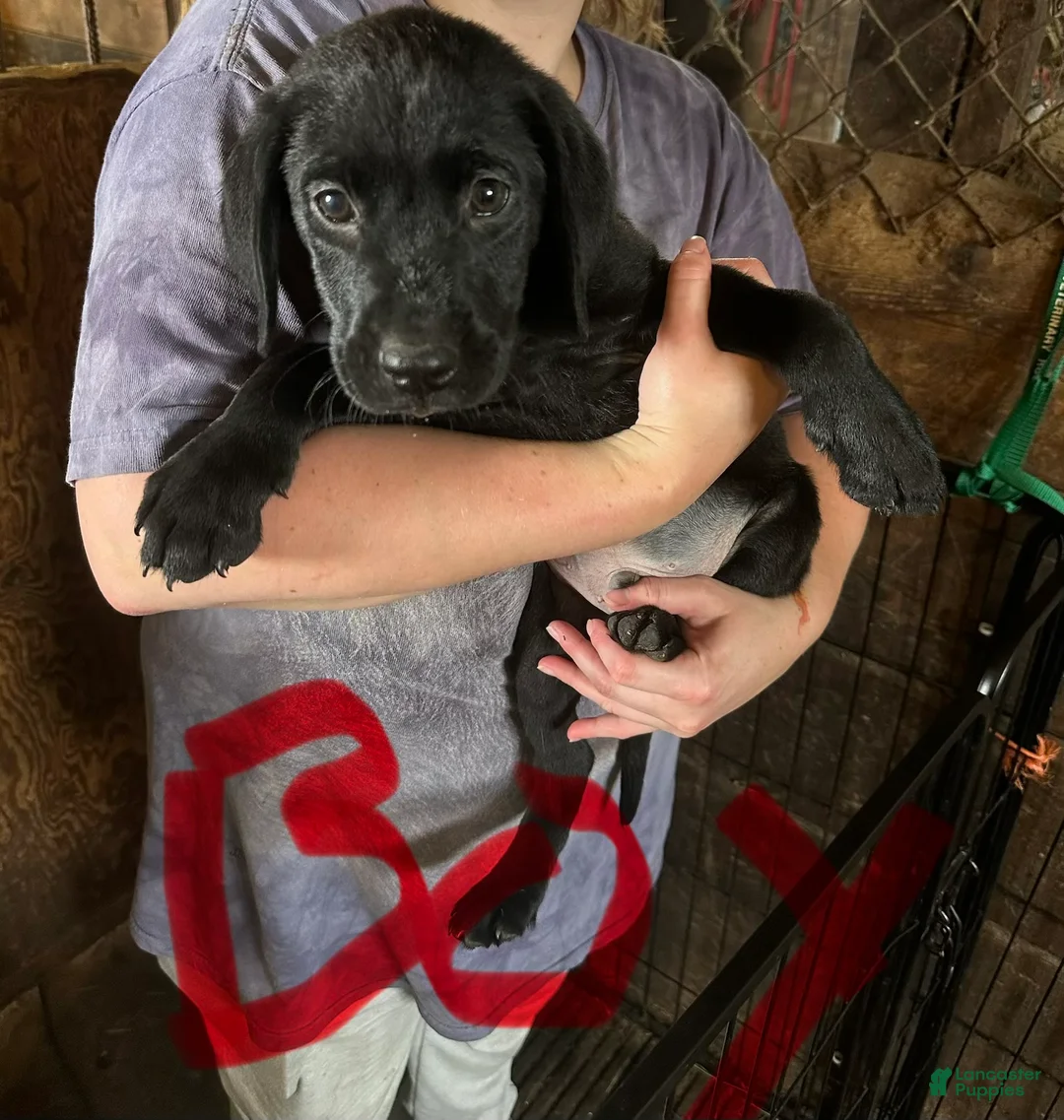 Labrador Retriever dogs for sale: Superman - Ad 1