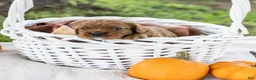 Cavalier King Charles Spaniel dogs for sale: Acorn - Ad 4