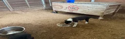 Border Collie dogs for sale: Border Collie 2 - Ad 3