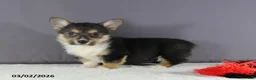 Welsh Corgi Pembroke dogs for sale: Hallie - Ad 5