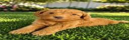 Mini Goldendoodle dogs for sale: Philly - Ad 2