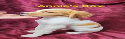 Brittany Spaniel dogs for sale: AKC/UKC French Brittany Annie's Boy - Ad 4