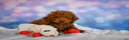 Miniature Poodle dogs for sale: Joey - Ad 3