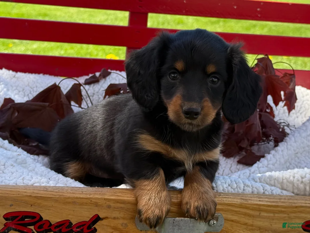 Miniature Dachshund dogs for sale: Birdie - Ad 2