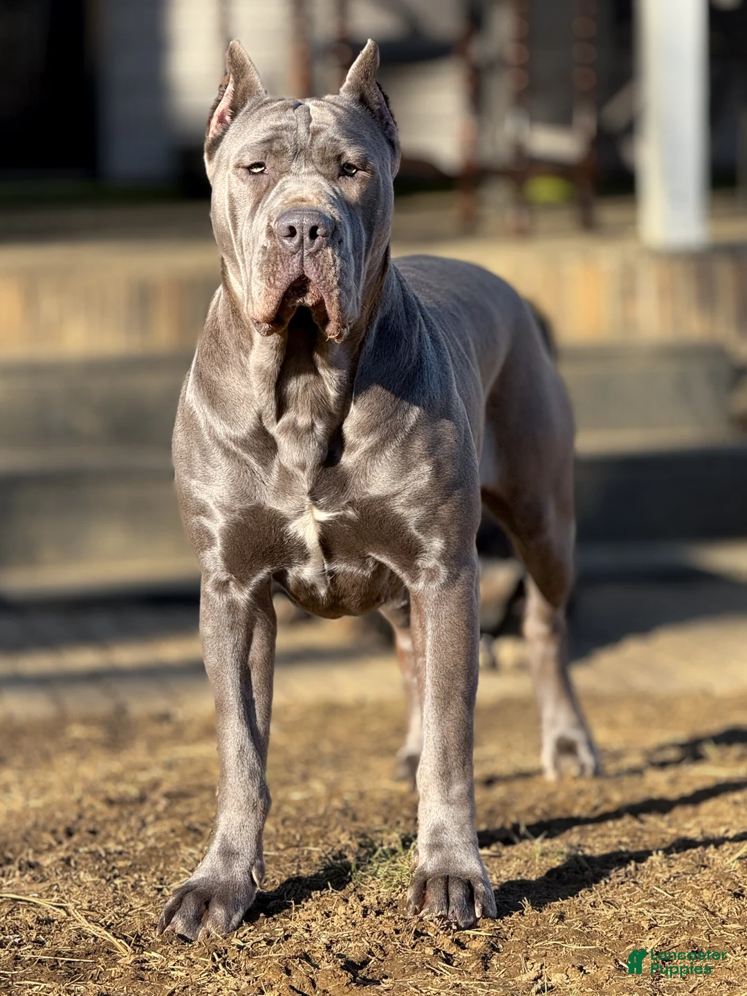 Mixed Breed dogs for sale: Grey Collar Male - Ad 11