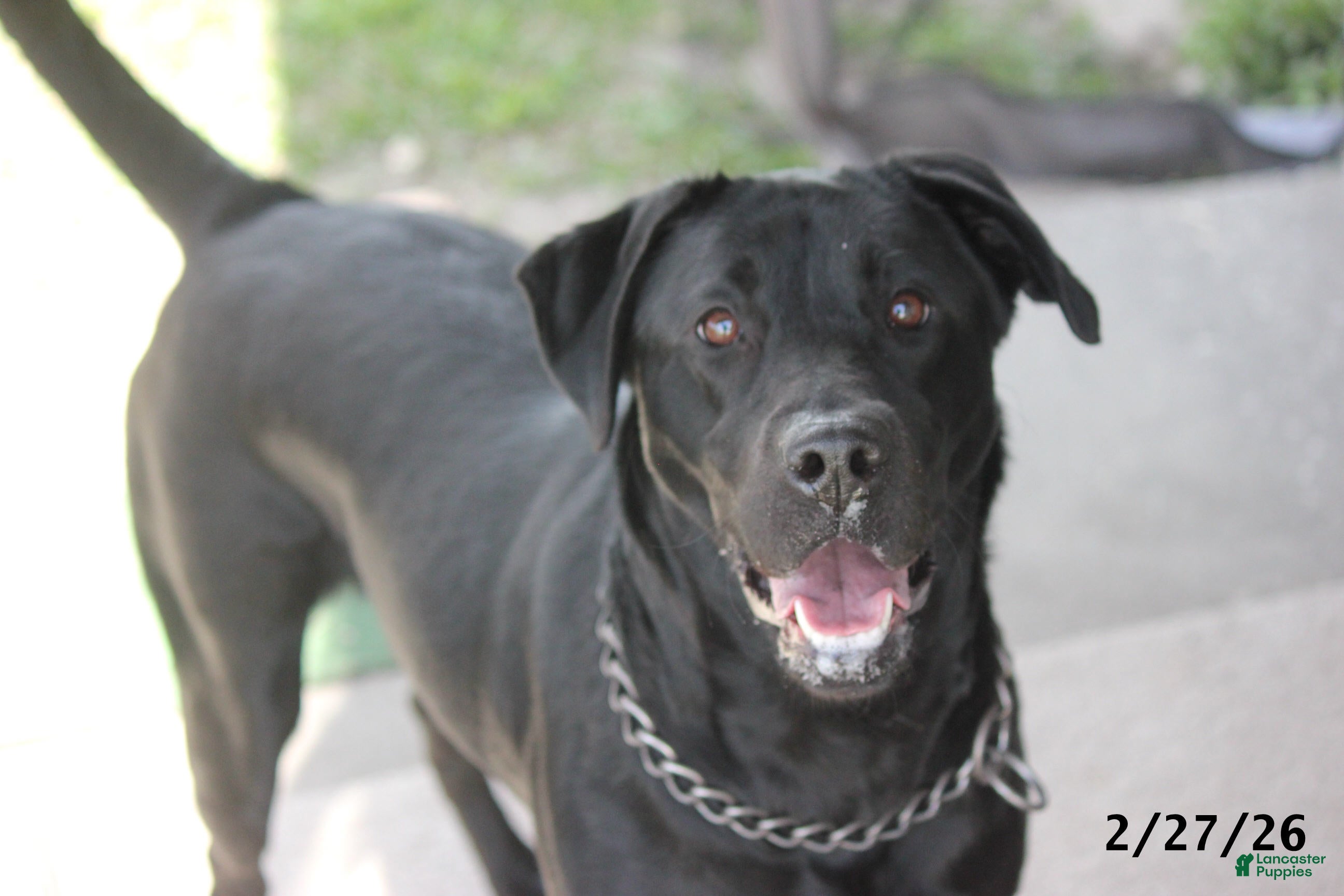 Labrador Retriever dogs Gigi - Ad 2