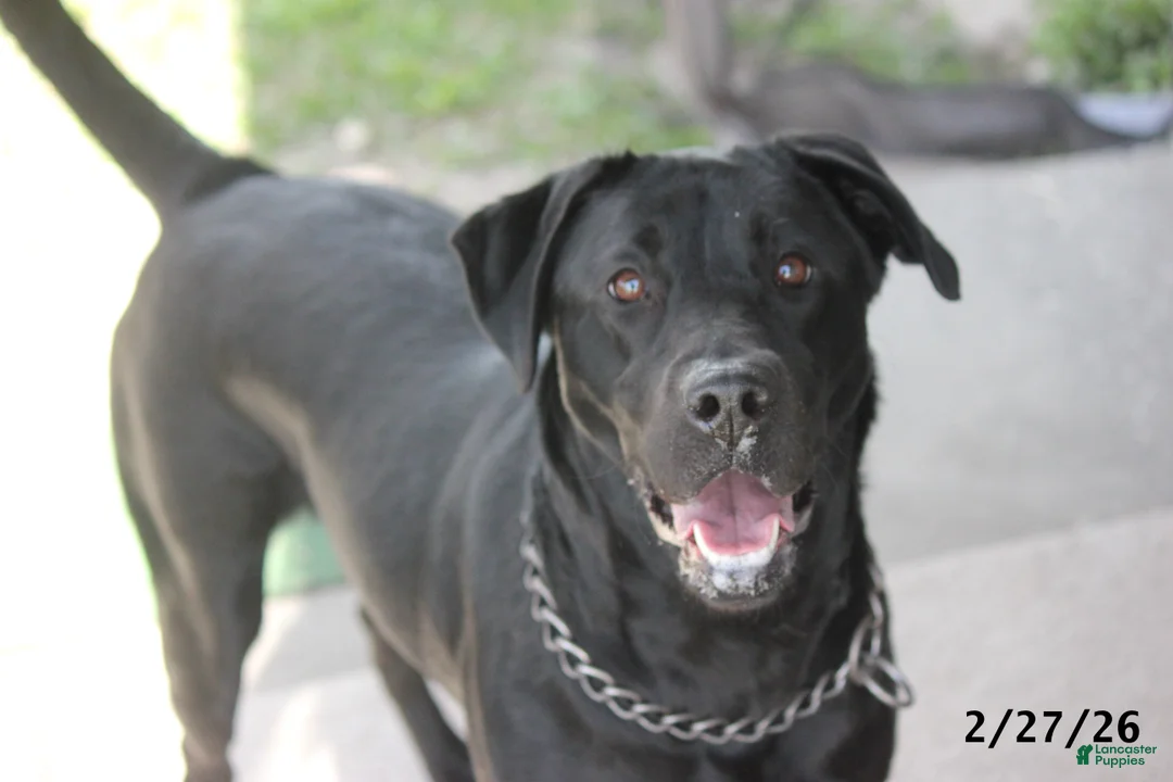 Labrador Retriever dogs for sale: Gigi - Ad 1