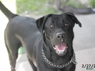 Labrador Retriever dogs Gigi - Ad 2