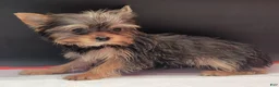 Yorkshire Terrier dogs for sale: Yorkshire Terrier 1 - Ad 3