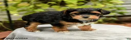 Yorkiepoo dogs for sale: Porter - Ad 4