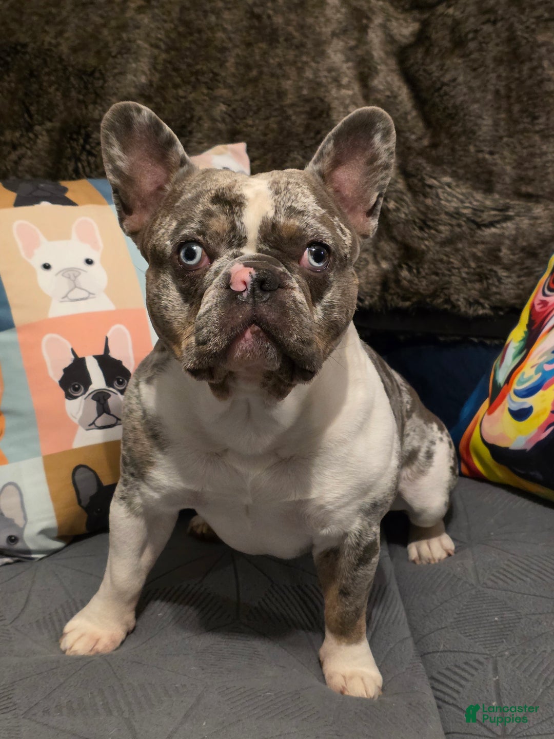 French Bulldog dogs for sale: Peppermint Patty - Ad 8