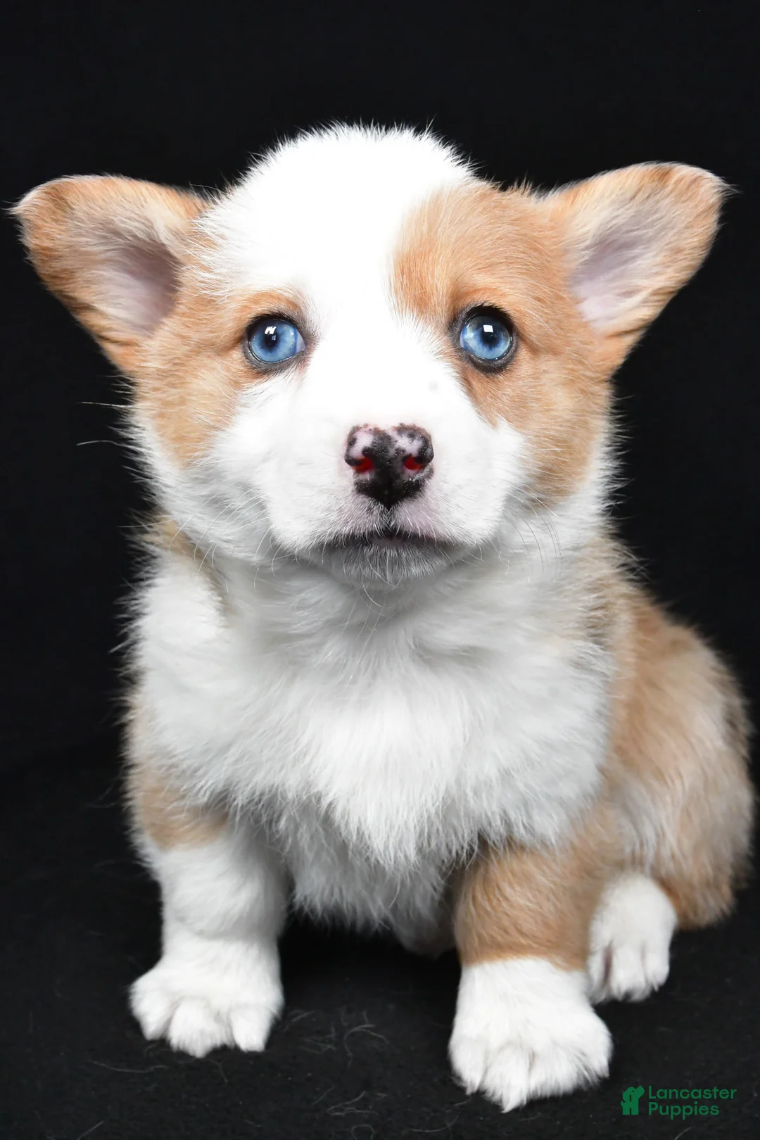Welsh Corgi Pembroke dogs for sale: Chloe - Ad 6