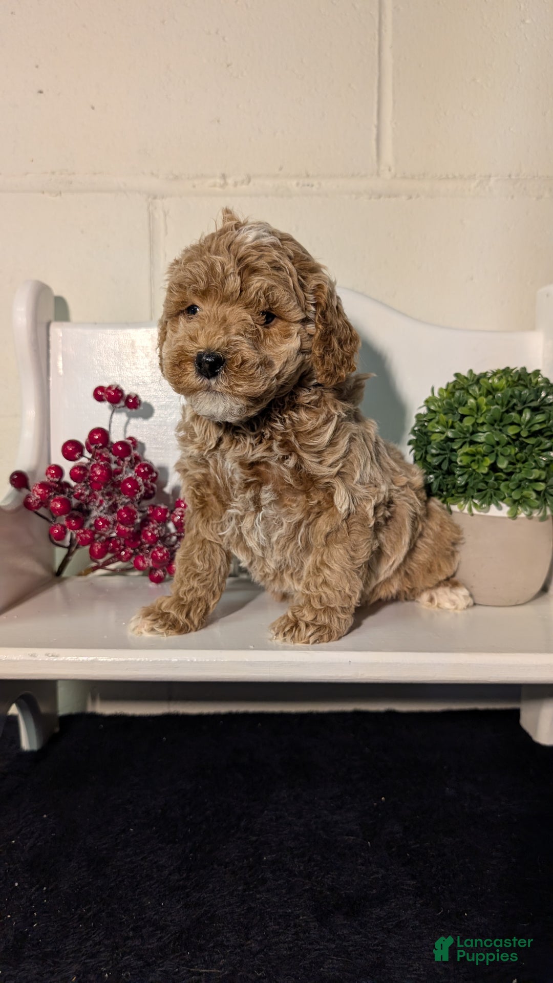 Miniature Poodle dogs for sale: Harmony  - Ad 6