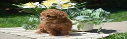 Miniature Poodle dogs for sale: Princess - Ad 2