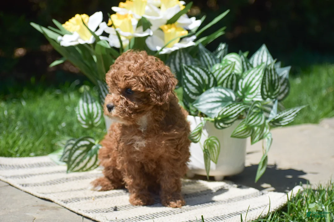 Miniature Poodle dogs for sale: Princess - Ad 2