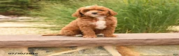 Miniature Poodle dogs for sale: Tiny Happy - Ad 1