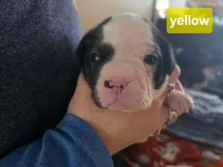 Mixed Breed dogs Yellow *Updated 2/1 - Ad 10