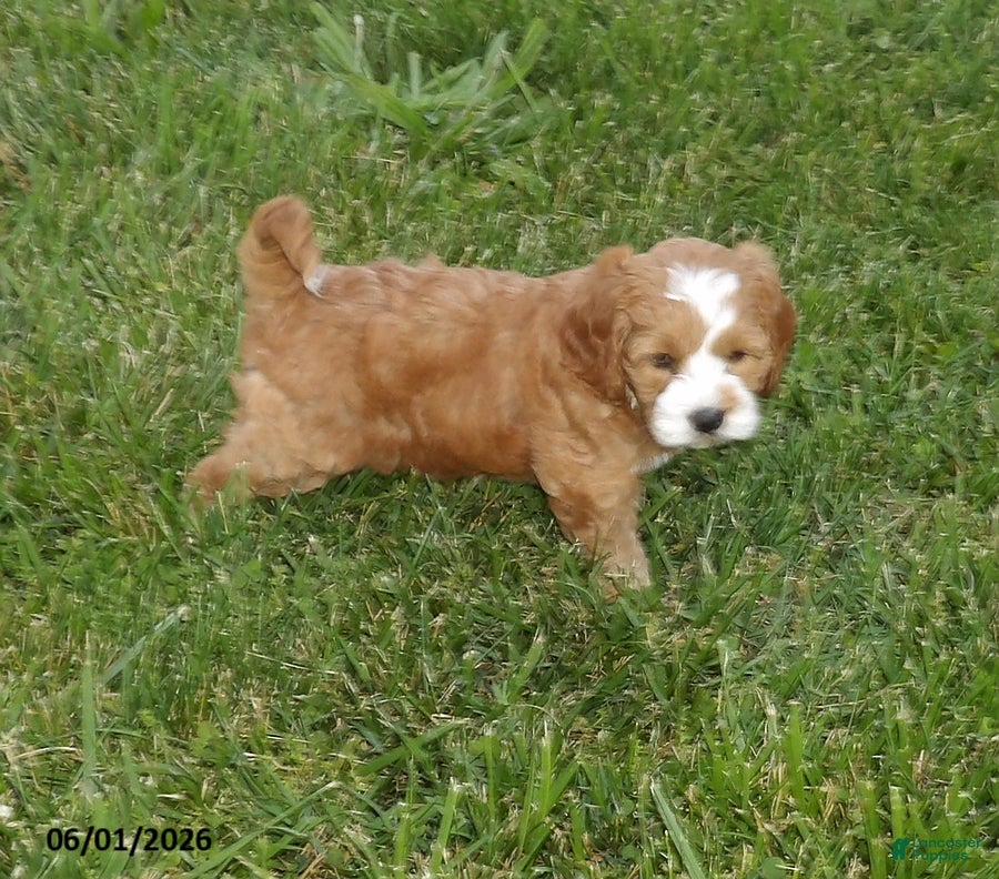 Cockapoo dogs for sale: Poppy - Ad 2