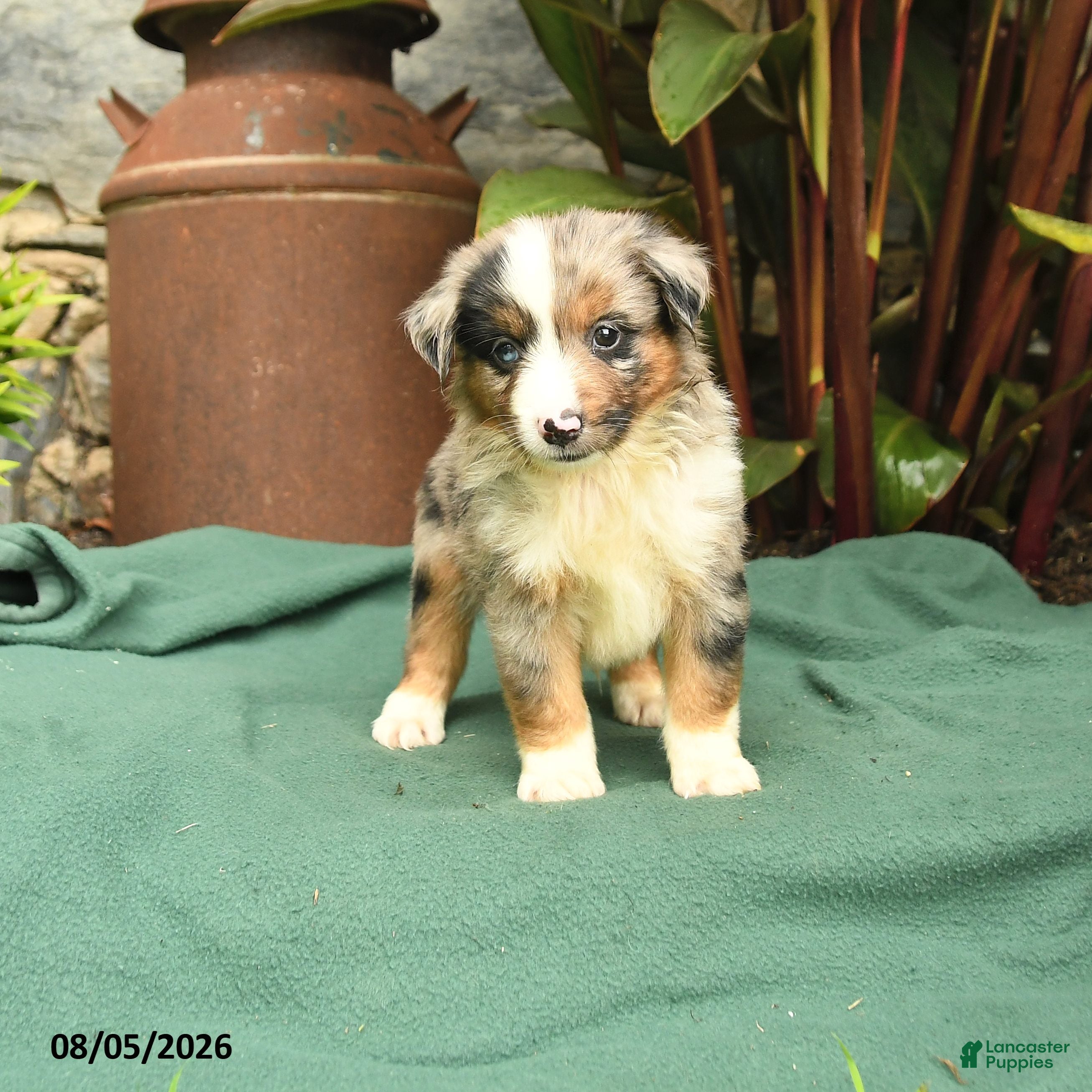 Miniature Australian Shepherd dogs Rascal - Ad 1