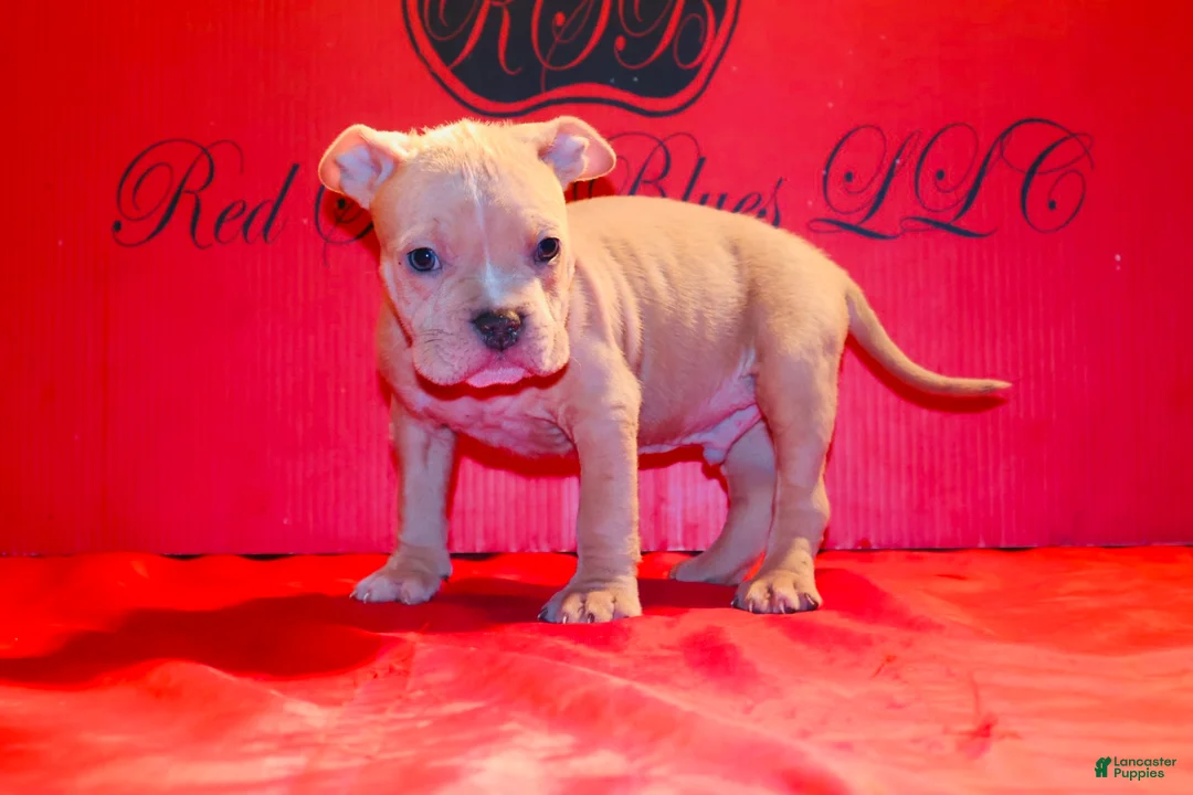 American Bully dogs for sale: American Bully Puppy 1 - Ad 2