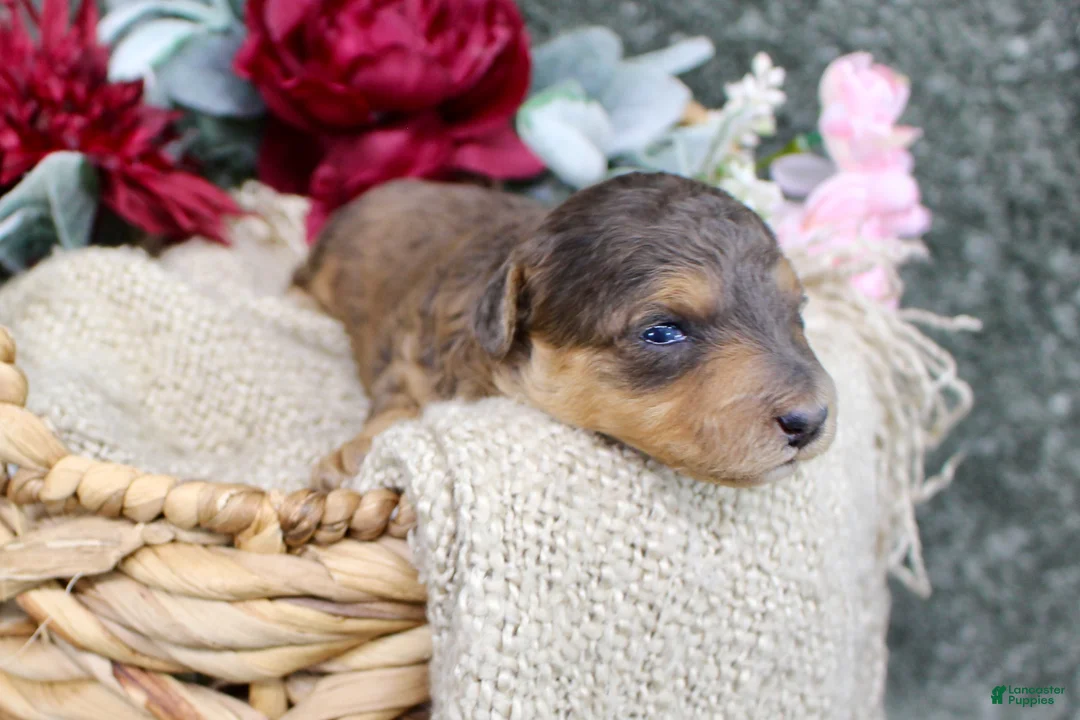 Mini Aussiedoodle dogs for sale: Birdie- F1B Mini AussieDoodle Girl in NC- Brown Phantom - Ad 1