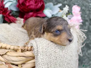 Mini Aussiedoodle dogs for sale: Birdie- F1B Mini AussieDoodle Girl in NC- Brown Phantom - Ad 2