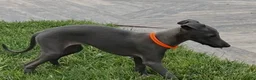 Italian Greyhound dogs for sale: Axel - Ad 11