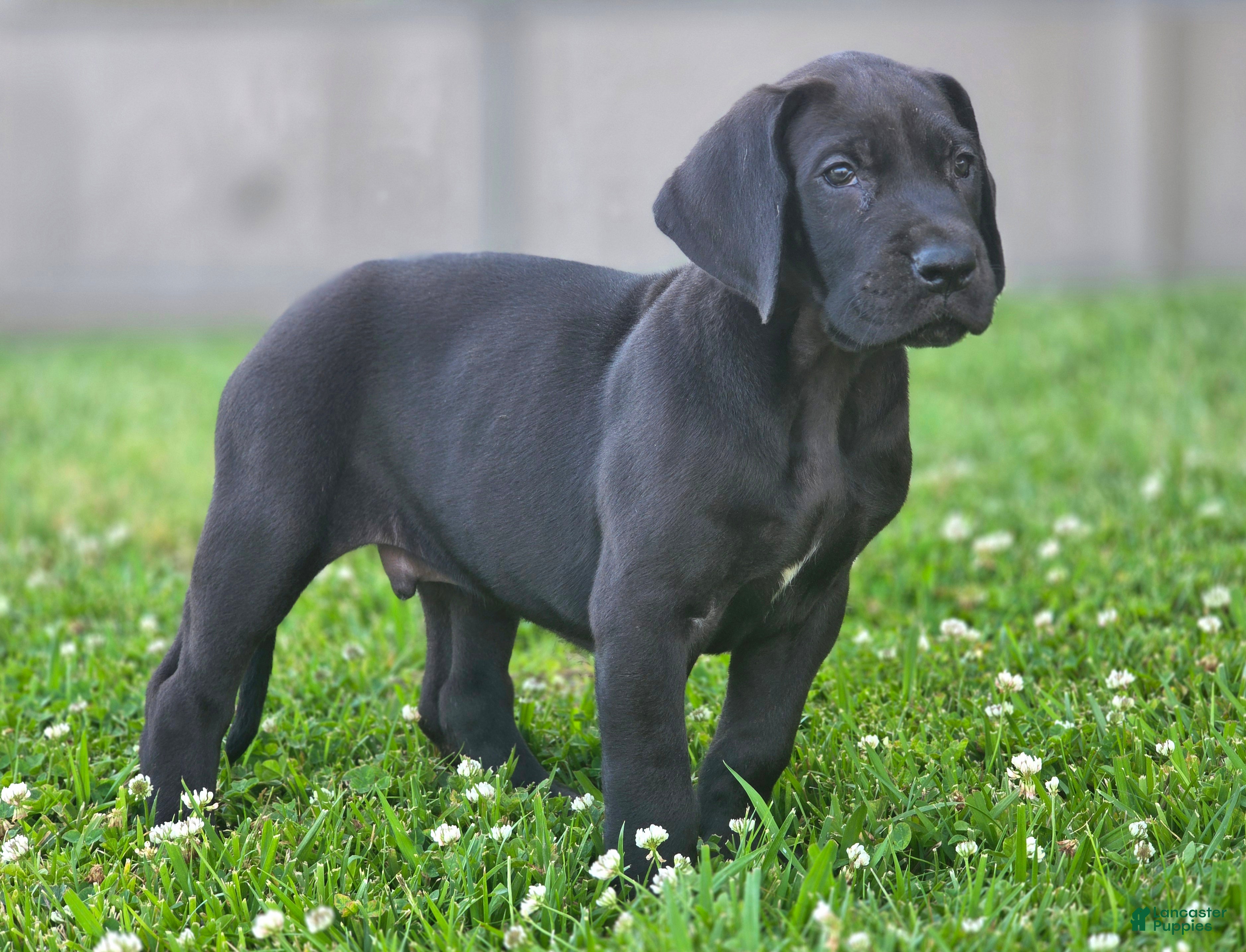 Great Dane dogs for sale: Bellows - Ad 1