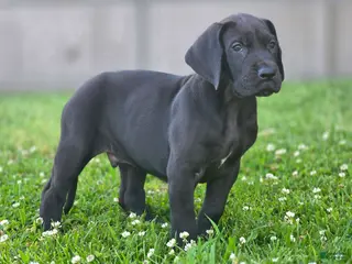 Great Dane dogs for sale: Bellows - Ad 1