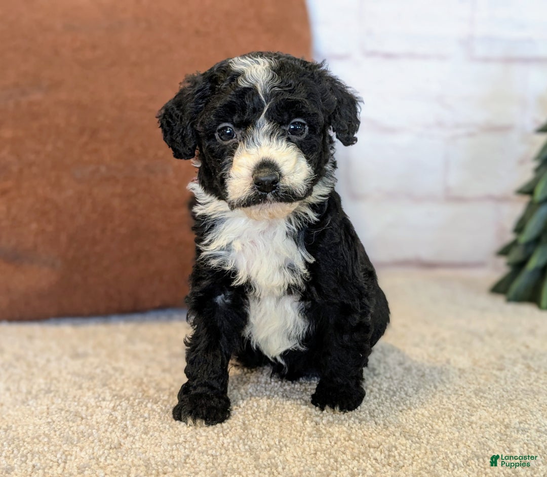 Mixed Breed dogs for sale: Jace - Ad 1