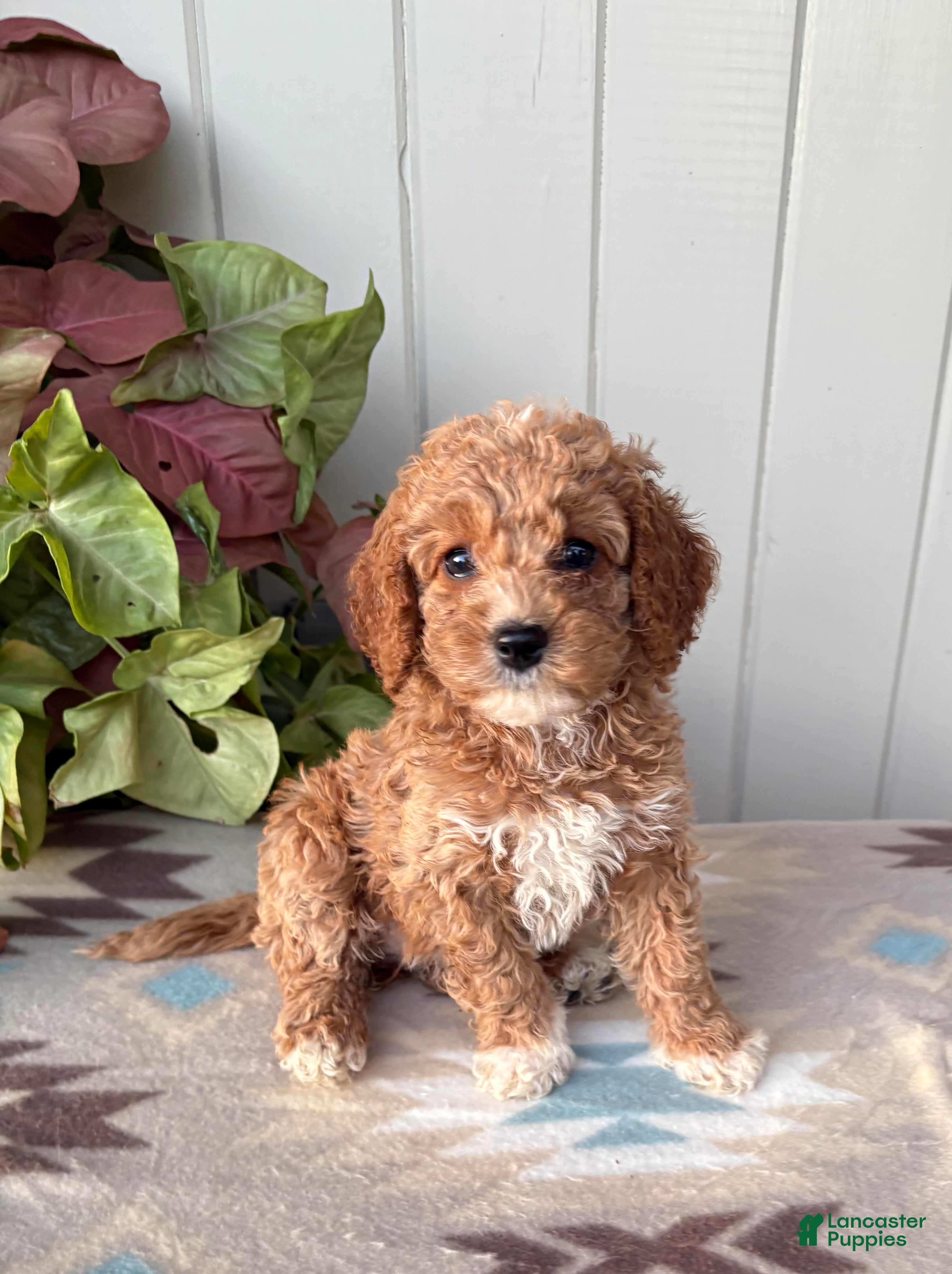 Cockapoo dogs Violet - Ad 2