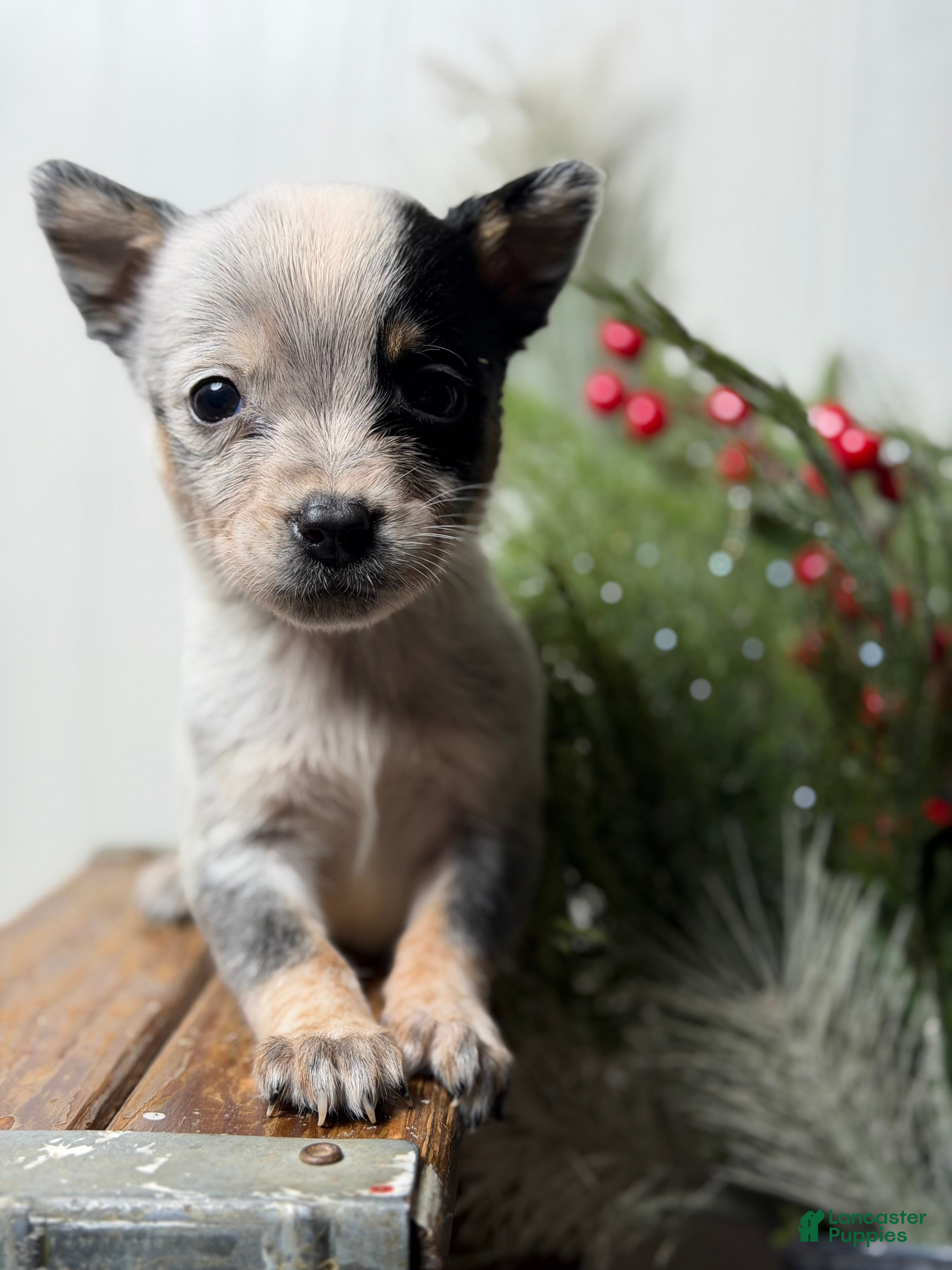 Australian Cattle Dog dogs Australian Cattle Dog Puppy 6 - Ad 22