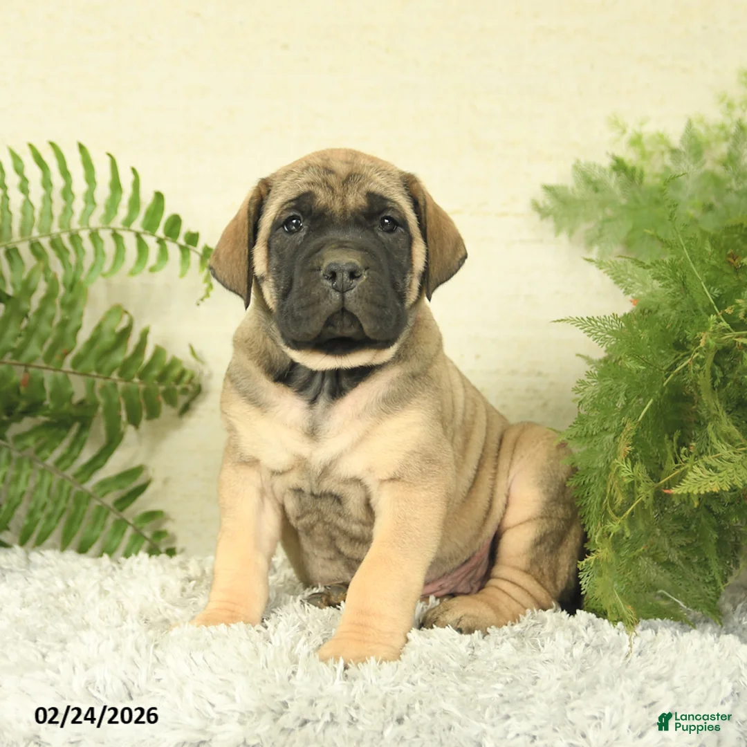 English Mastiff dogs for sale: Amber - Ad 1