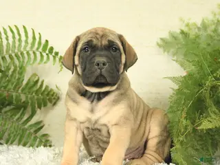 English Mastiff dogs for sale: Amber - Ad 1