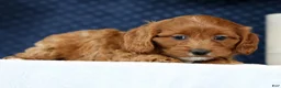 Cavapoo dogs for sale: Natasha - Ad 9