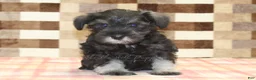 Miniature Schnauzer dogs for sale: Elsa - Ad 3