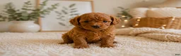 Toy Poodle dogs for sale: Toy Poodle 2 - Ad 3