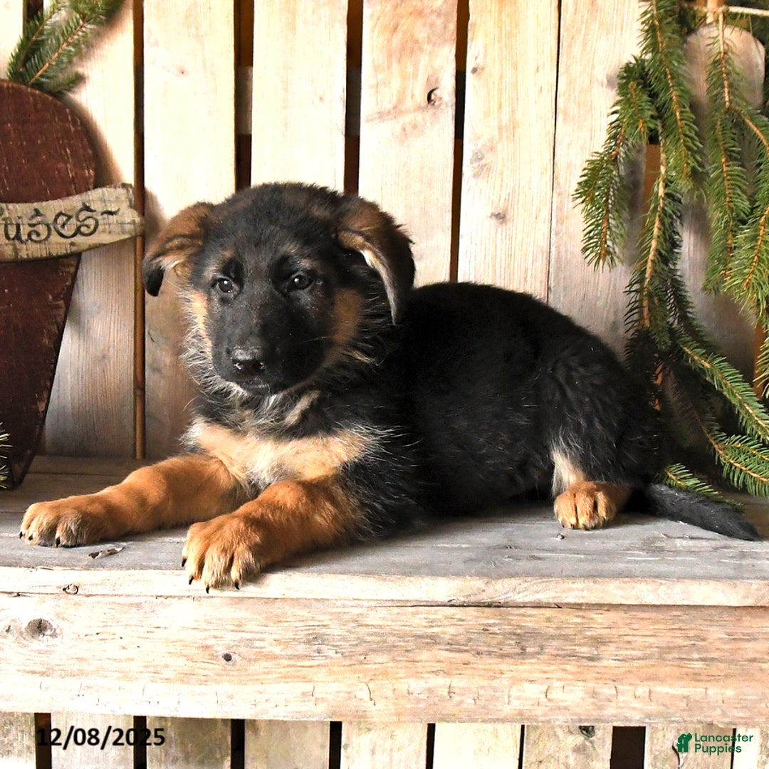 German Shepherd dogs for sale: Sidney - Ad 3