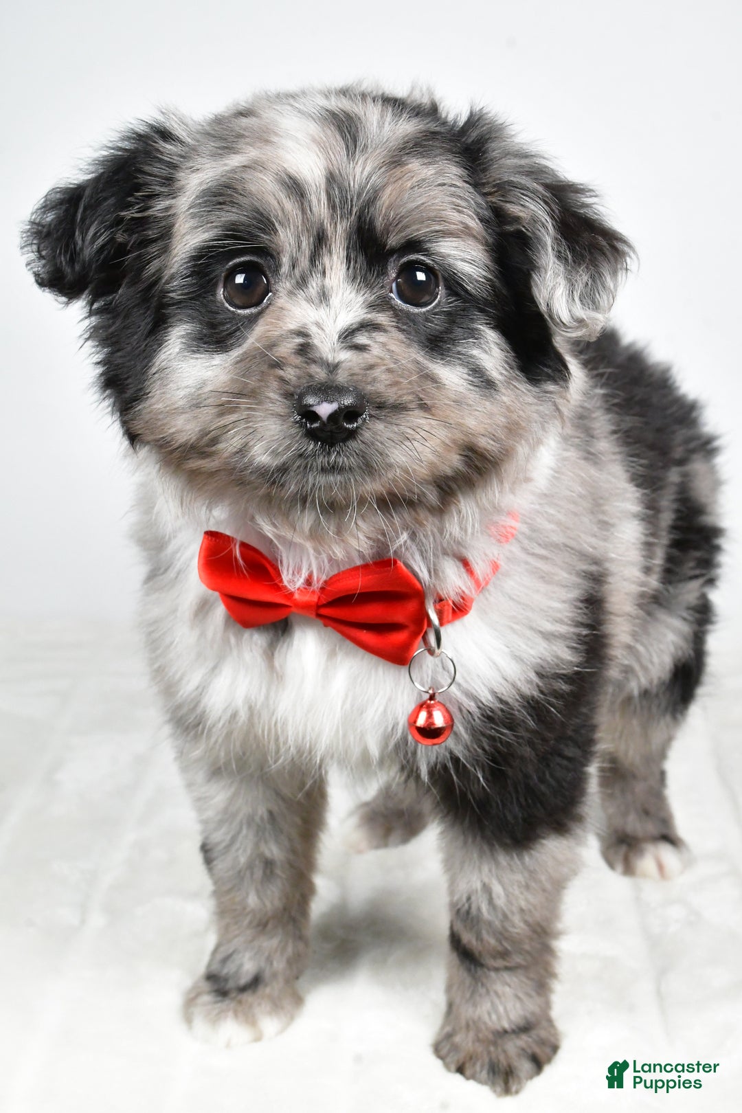 Mini Aussiedoodle dogs for sale: Blace - Ad 4