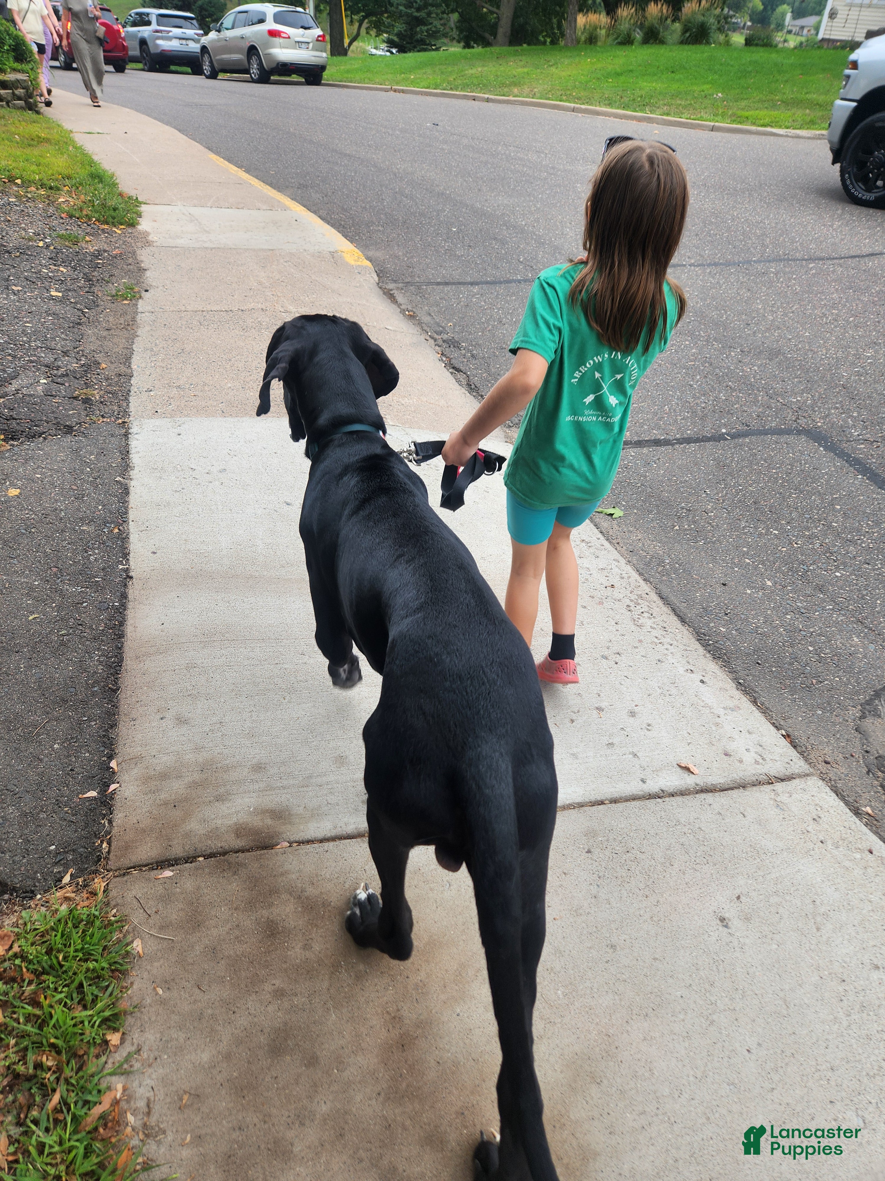 Great Dane dogs Gibby - Ad 2