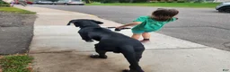 Great Dane dogs for sale: Gibby - Ad 2