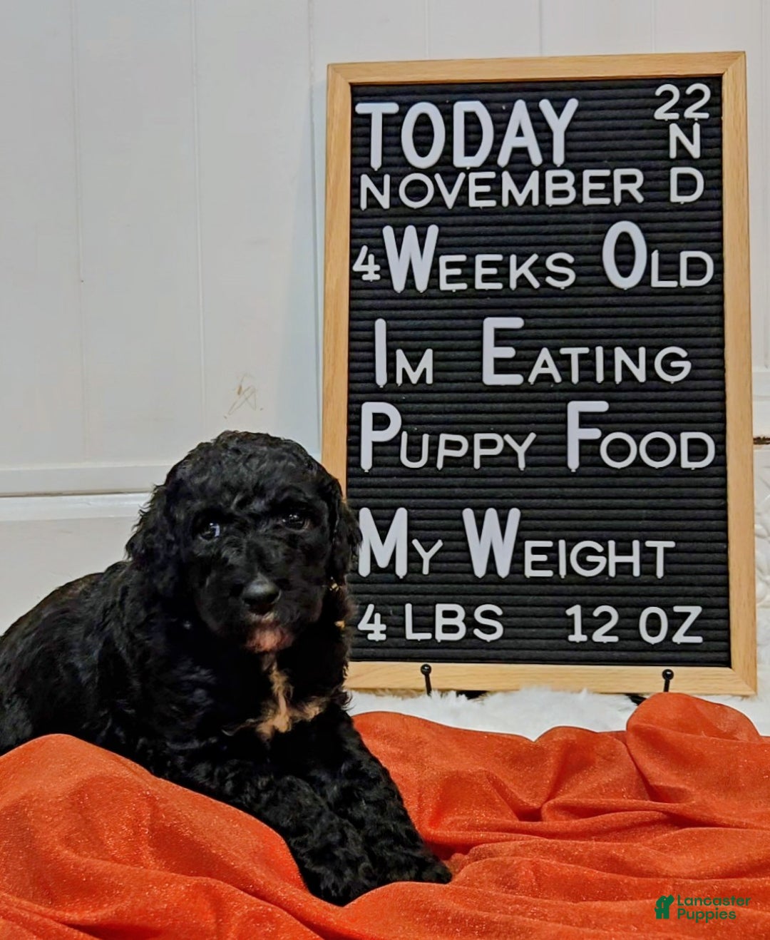 Mixed Breed dogs for sale: Apollo  - Ad 3