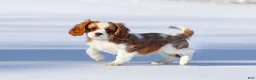 Cavalier King Charles Spaniel dogs for sale: Liam - Ad 34