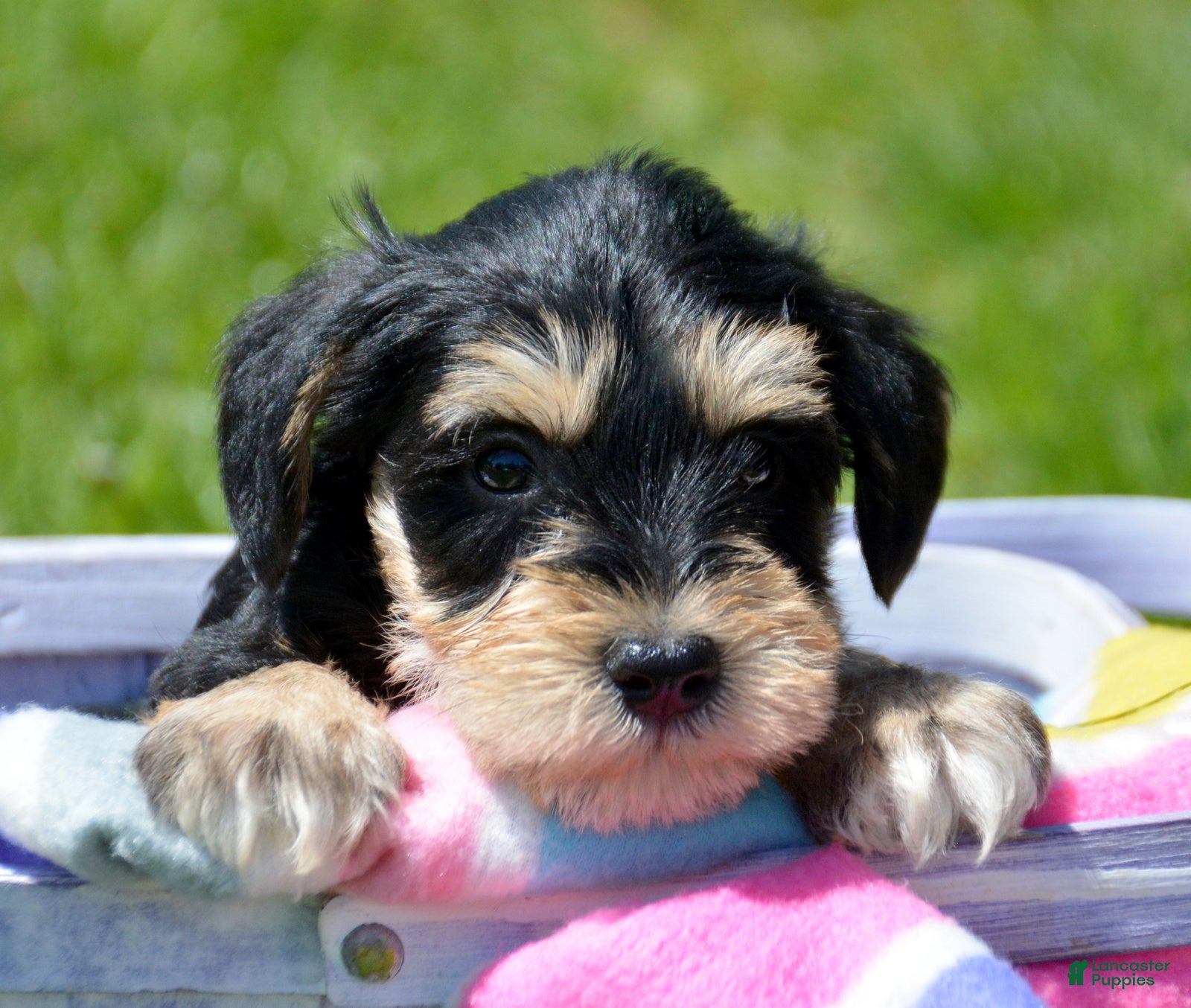 Miniature Schnauzer dogs Miniature Schnauzer Missy - Ad 22