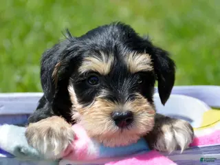 Miniature Schnauzer dogs Miniature Schnauzer Missy - Ad 22